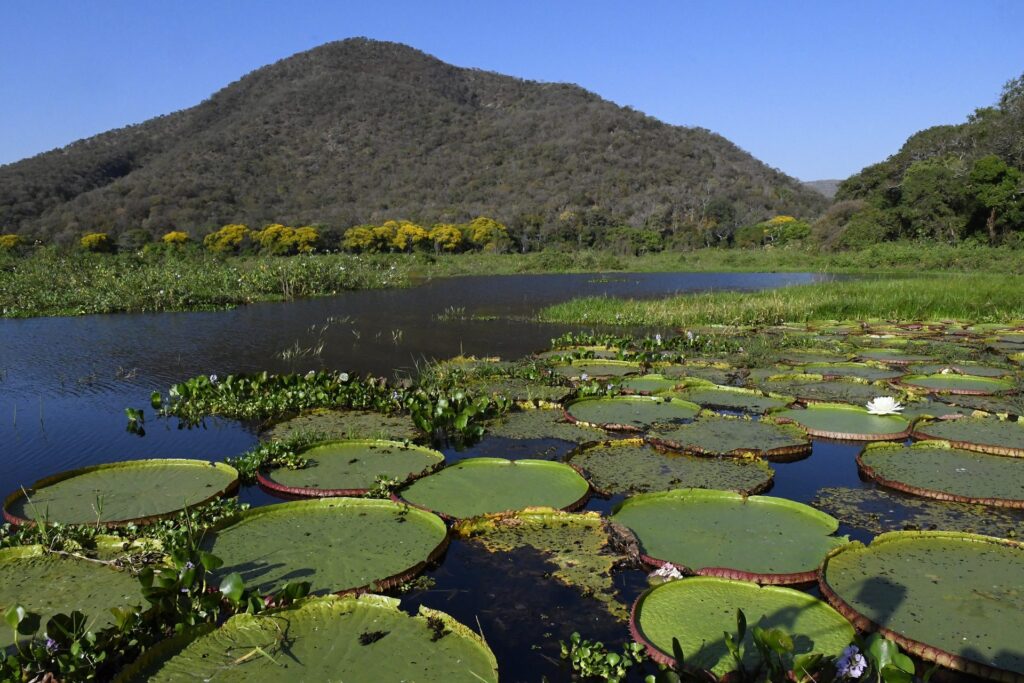 Governo de MS prepara atuação para temporada de incêndios florestais no Pantanal