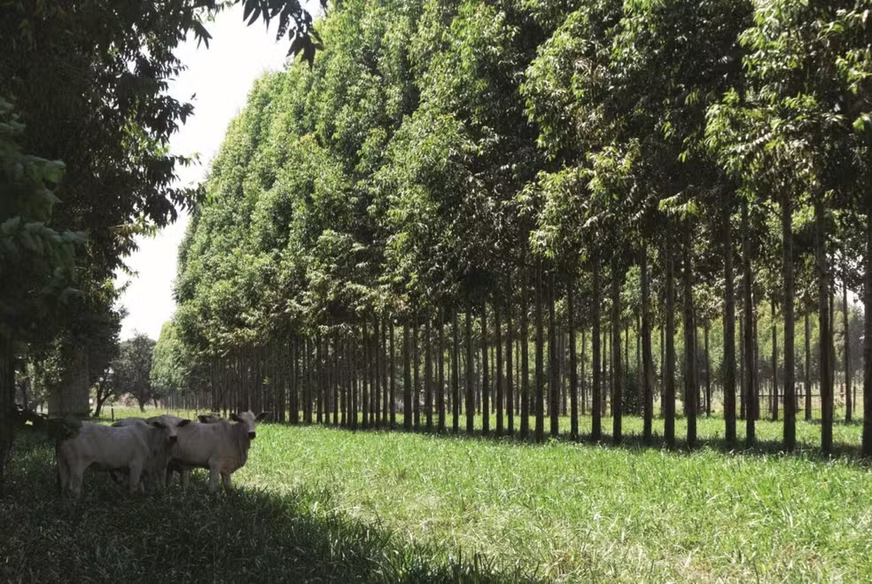 Árvores são o desafio financeiro na integração entre lavoura, pecuária e floresta