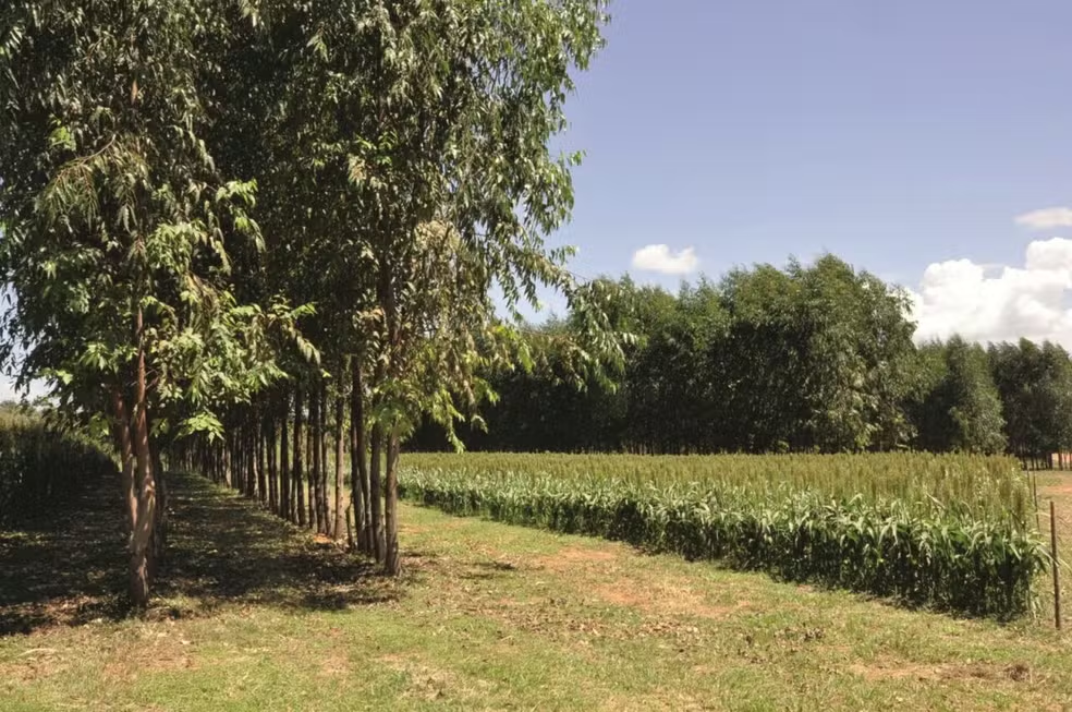 Árvores são o desafio financeiro na integração entre lavoura, pecuária e floresta