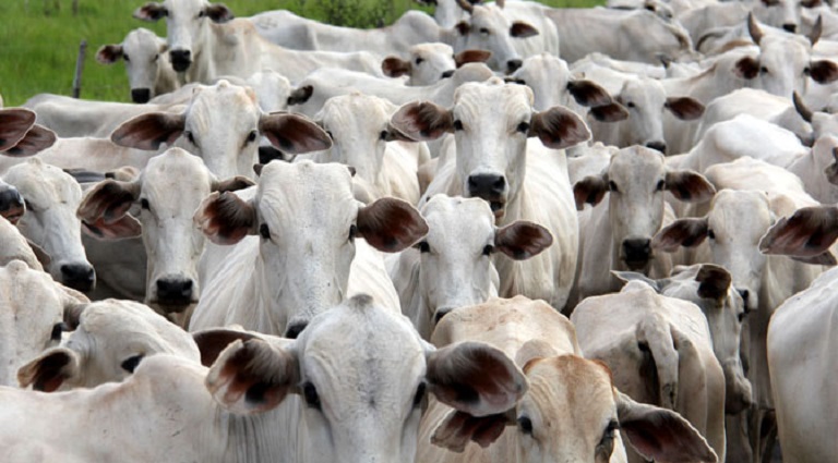 Ministério da Agricultura confirma MS como área livre de febre aftosa sem vacinação