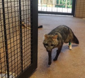 Em hospital onde volta à natureza emociona, aves são maioria e 2 mil animais silvestres já foram atendidos