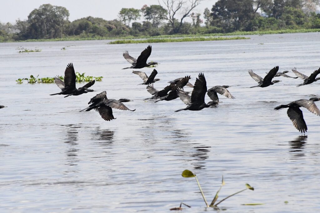 Com produção sustentável e proteção ambiental, Governo de MS atua para expandir atuação na União Europeia