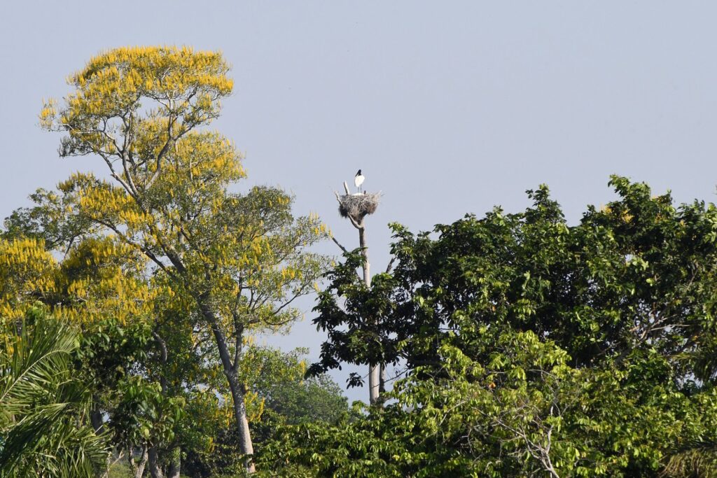 Com início do outono, estiagem ganha força e mantém alerta de incêndios florestais no Pantanal