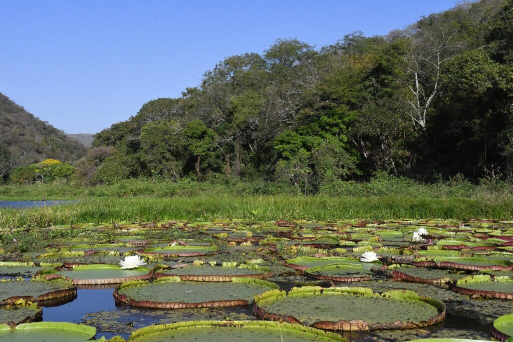 Com início do outono, estiagem ganha força e mantém alerta de incêndios florestais no Pantanal