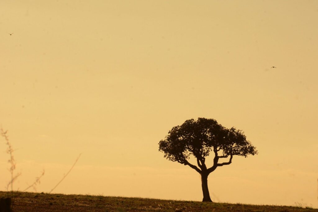 Temperaturas acima da média e baixa umidade do ar geram alerta em nova onda de calor