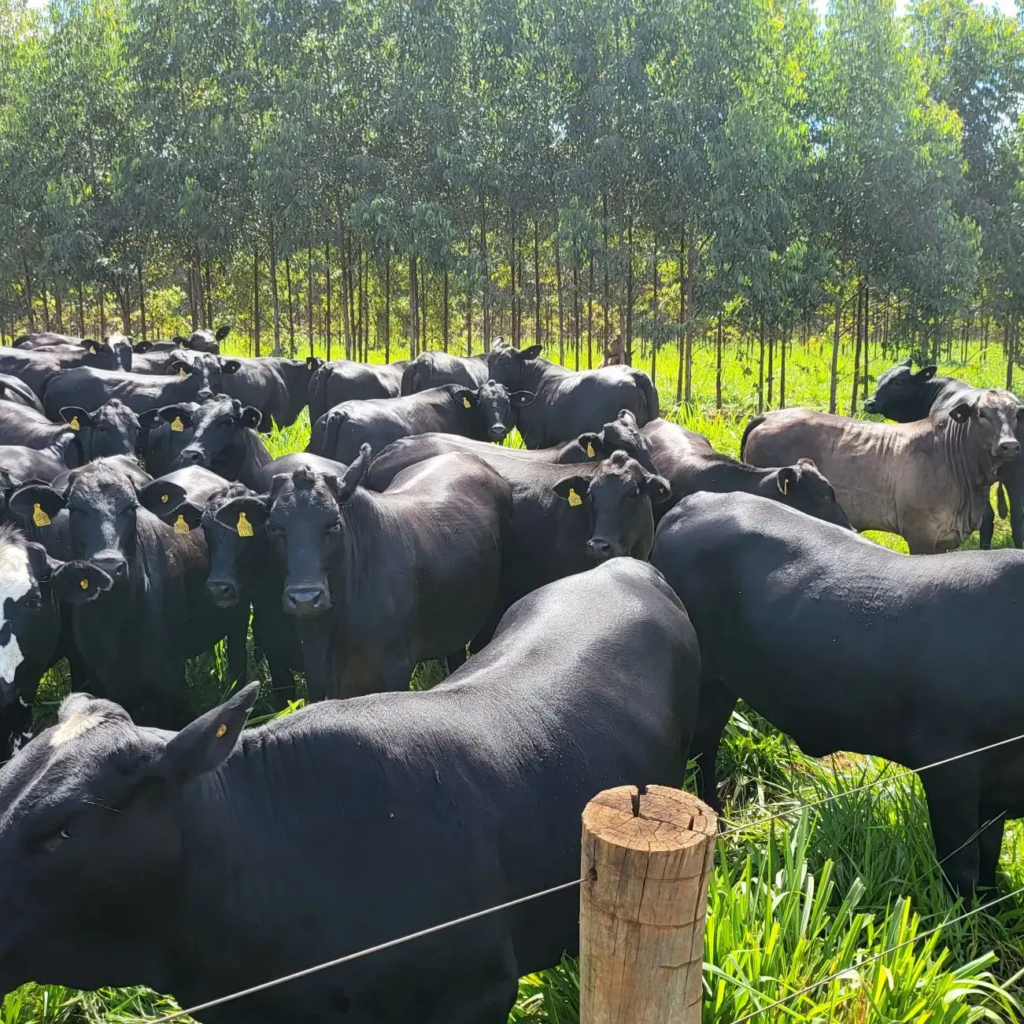 Gadão precoce pôs R$ 117 mi no bolso do pecuarista do MS em 2023