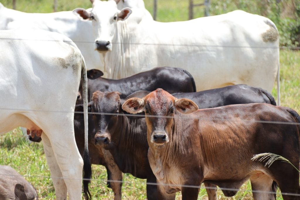 Produção agrícola do Estado deverá superar os 106,5 milhões de toneladas neste ano