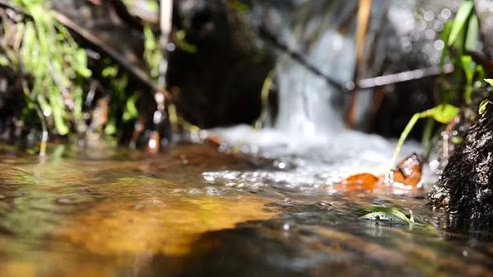 Estudo inédito encontra agrotóxico com potencial cancerígeno em bacia do Pantanal