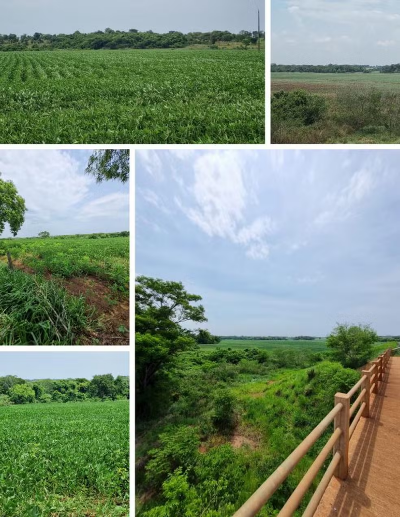 Estudo inédito encontra agrotóxico com potencial cancerígeno em bacia do Pantanal