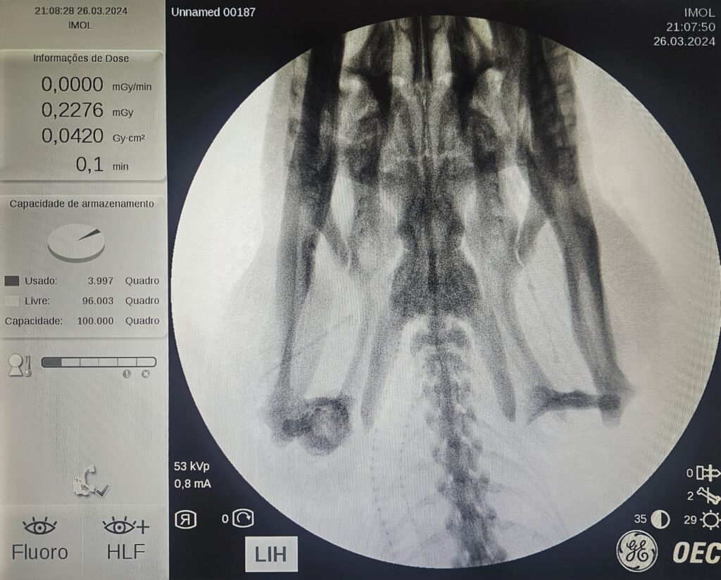 Perícia comprova que sucuri de Bonito não foi baleada e morreu de causas naturais