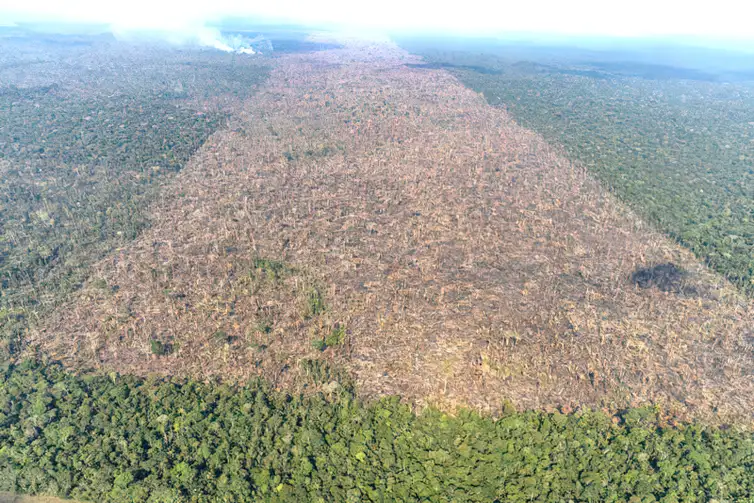 Área desmatada no Brasil em 2023 cai 11,6%, indica MapBiomas