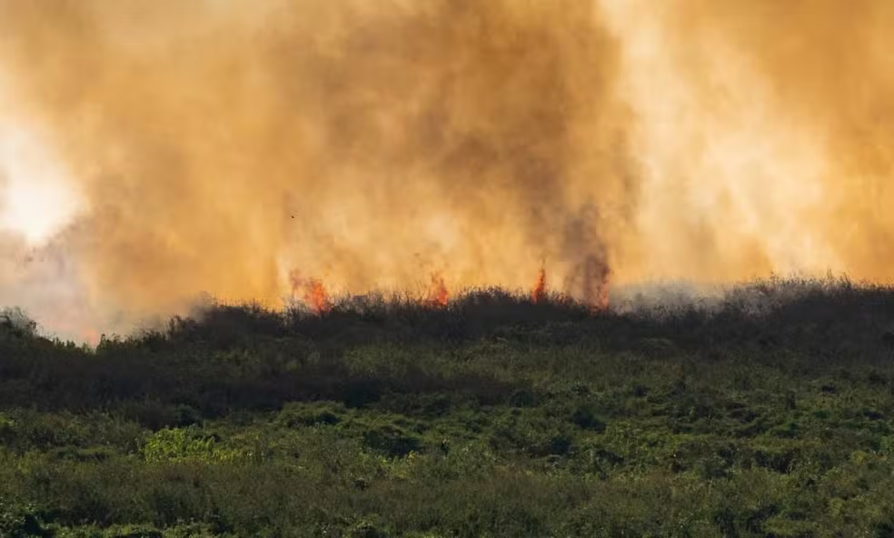 Pantanal: Ibama registra recorde de contratações de brigadistas para combate ao fogo em 2024