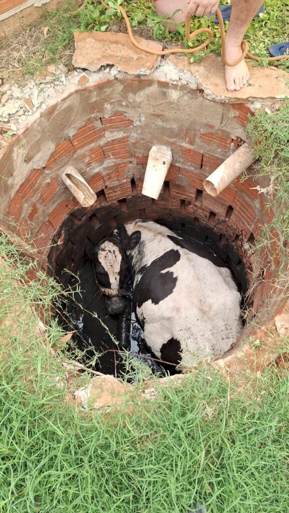 Vaca é resgatada pelos bombeiros após cair em fossa, em Caarapó